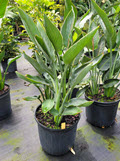 10" Bird of Paradise Yellow